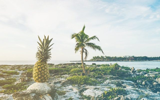 Comment s'occuper d'une plante de palmier à ananas