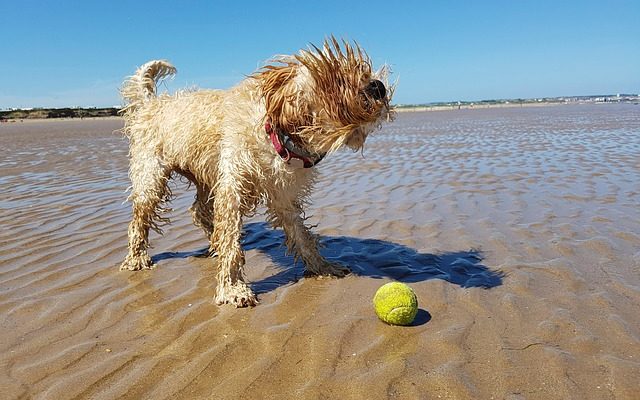 Comment tailler un Cockapoo