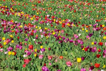 Comment teindre les fleurs artificielles bleu royal