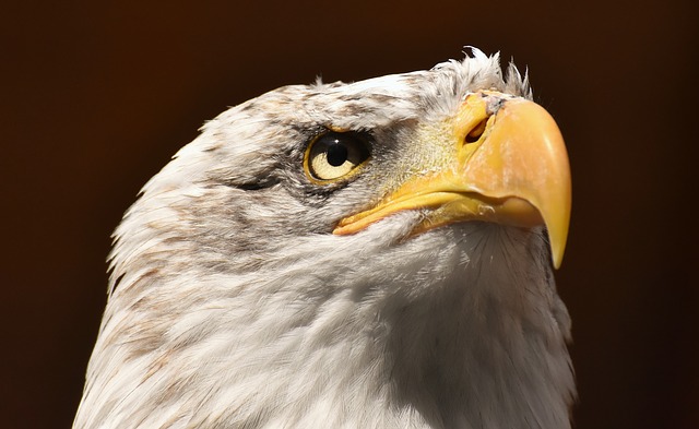 Cycle de vie d'un aigle