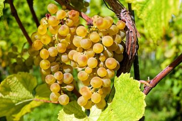 Des vignes sauvages qui poussent dans les arbres