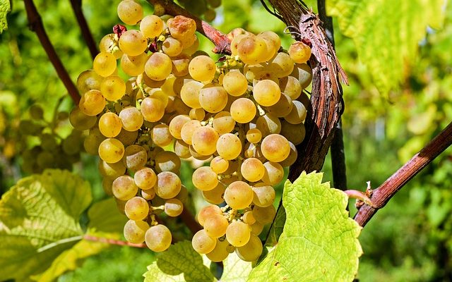 Des vignes sauvages qui poussent dans les arbres