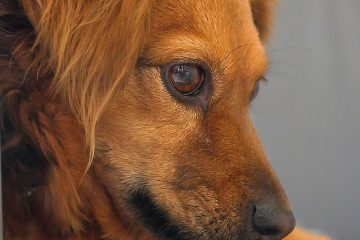 Différentes races de chiens Shaggy Dogs