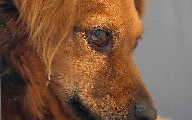 Différentes races de chiens Shaggy Dogs