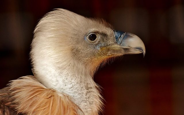 Guide d'identification des plumes d'oiseaux