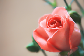 Idées cadeaux pour le 35e anniversaire de mariage