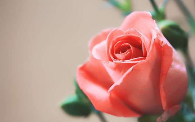 Idées cadeaux pour le 35e anniversaire de mariage