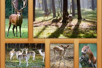 Idées d'affiches pour la science