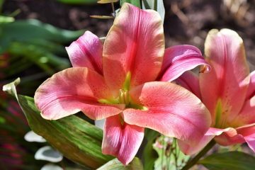 Iris Companion Plantes