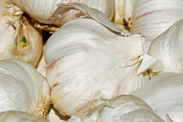 La meilleure nourriture sèche pour caniches