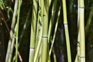 Le meilleur désherbant pour le bambou