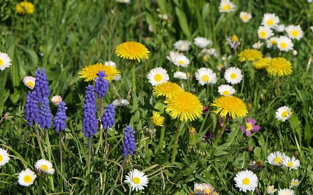 Plantes Avec Fleurs Spikes