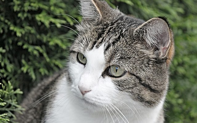Pourquoi les chats ronronnent-ils seulement autour des humains ?