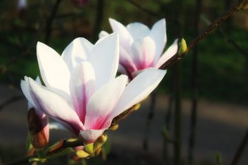 Pourquoi mon arbre Magnolia n'a-t-il pas de fleurs ?