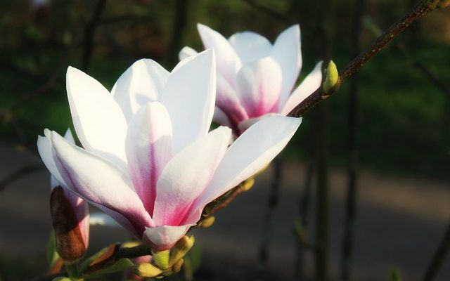 Pourquoi mon arbre Magnolia n'a-t-il pas de fleurs ?