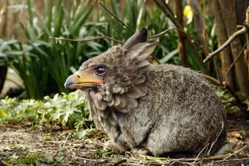 Pourquoi mon lapin perd ses cheveux ?