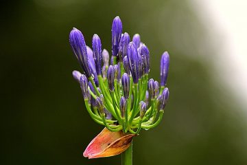 Problèmes avec Agapanthus