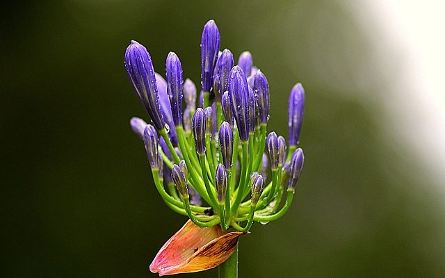 Problèmes avec Agapanthus