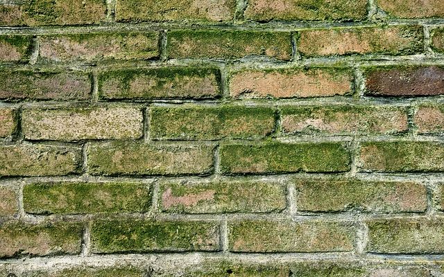 Problèmes de moisissure sur le plafond et les murs