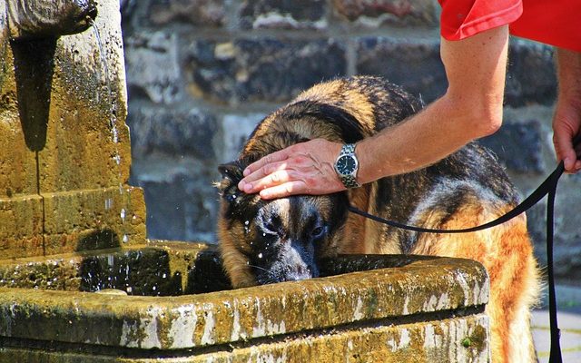 Pronostic de l'AVC pour un chien