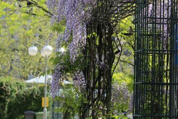 Quelles plantes de jardin remettent de l'azote dans le sol ?