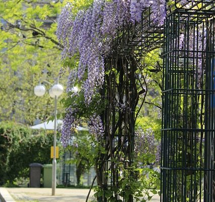 Quelles plantes de jardin remettent de l'azote dans le sol ?