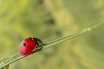 Qu'est-ce qui cause les taches noires sur les plantes d'intérieur ?