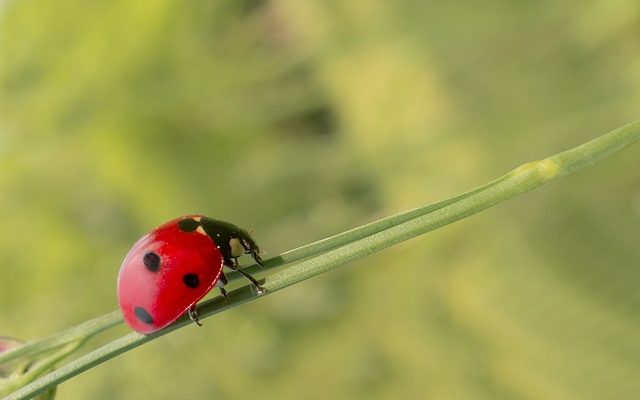 Qu'est-ce qui cause les taches noires sur les plantes d'intérieur ?