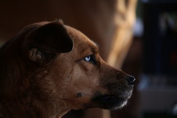 Signes et symptômes de la grossesse chez le chien