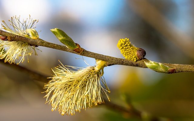 Signes et symptômes d'une allergie aux orangers en fleurs.