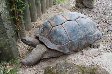 Soins des tortues cartographiques du Mississippi