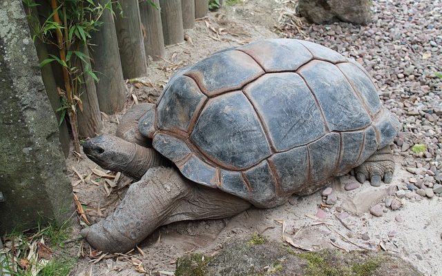 Soins des tortues cartographiques du Mississippi