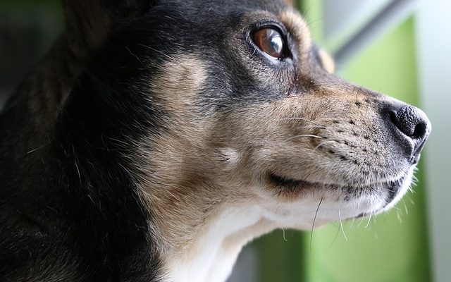 Spray anti-puces naturel fait maison pour chiens