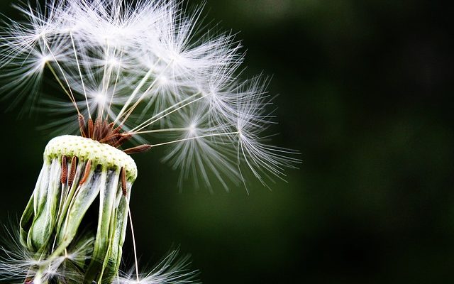 Symptômes d'allergie saisonnière : serrement de poitrine et douleur.