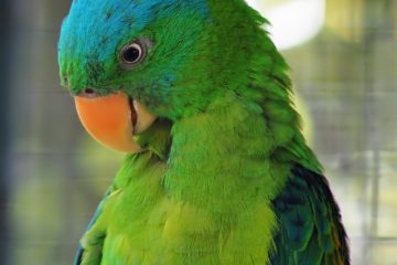 Tu peux mettre Finches Budgies dans la même cage ?