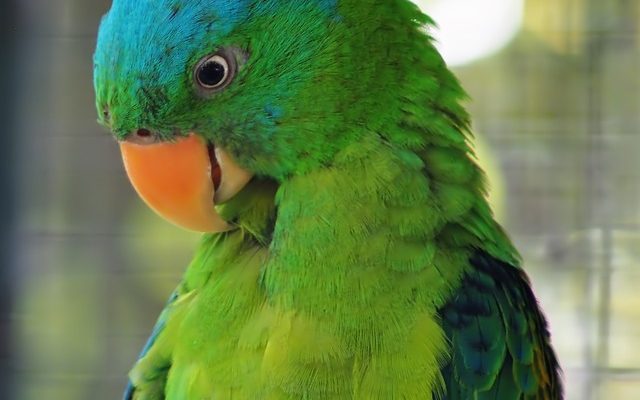 Tu peux mettre Finches Budgies dans la même cage ?