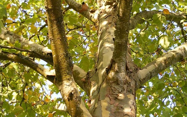 Utilisation des sycomores pour le bois de chauffage