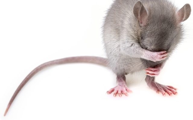 Allergie aux excréments de souris