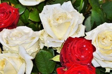 Blanc avec des fleurs vivaces jaunes au centre