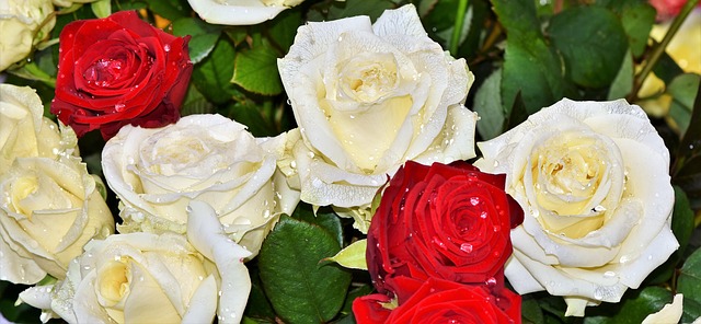 Blanc avec des fleurs vivaces jaunes au centre