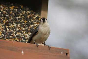 Comment apprivoiser les oiseaux sauvages à la main