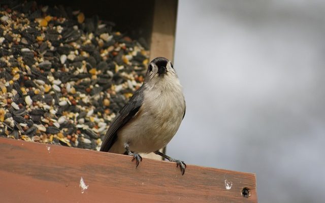 Comment apprivoiser les oiseaux sauvages à la main