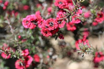 Comment cultiver des plantes de leptospermum