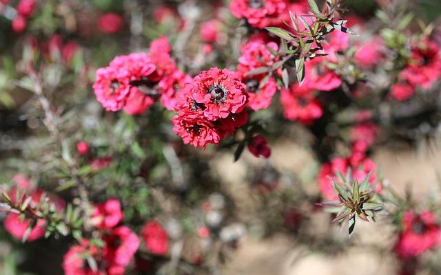 Comment cultiver des plantes de leptospermum