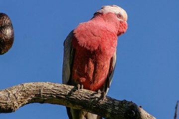 Comment déterminer le sexe des perroquets gris africains