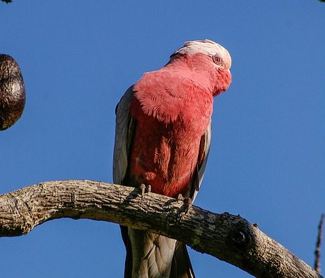 Comment déterminer le sexe des perroquets gris africains