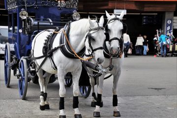 Comment dimensionner un chariot à poney