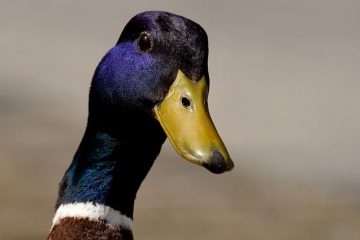 Comment dire à un mâle et à une femelle que le canard s'éloigne de l'homme et de la femelle ?