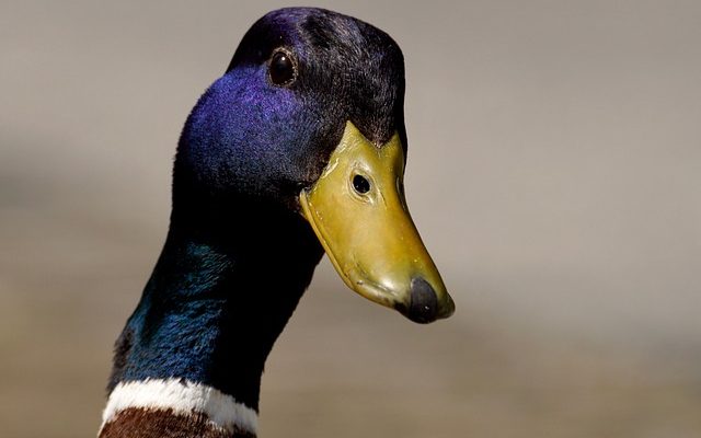 Comment dire à un mâle et à une femelle que le canard s'éloigne de l'homme et de la femelle ?