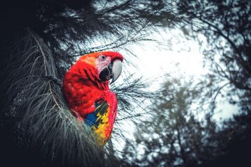 Comment élever à la main les bébés canaris